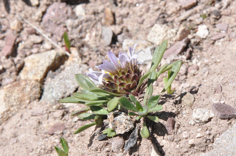Rothrock's Townsend Daisy photo 5