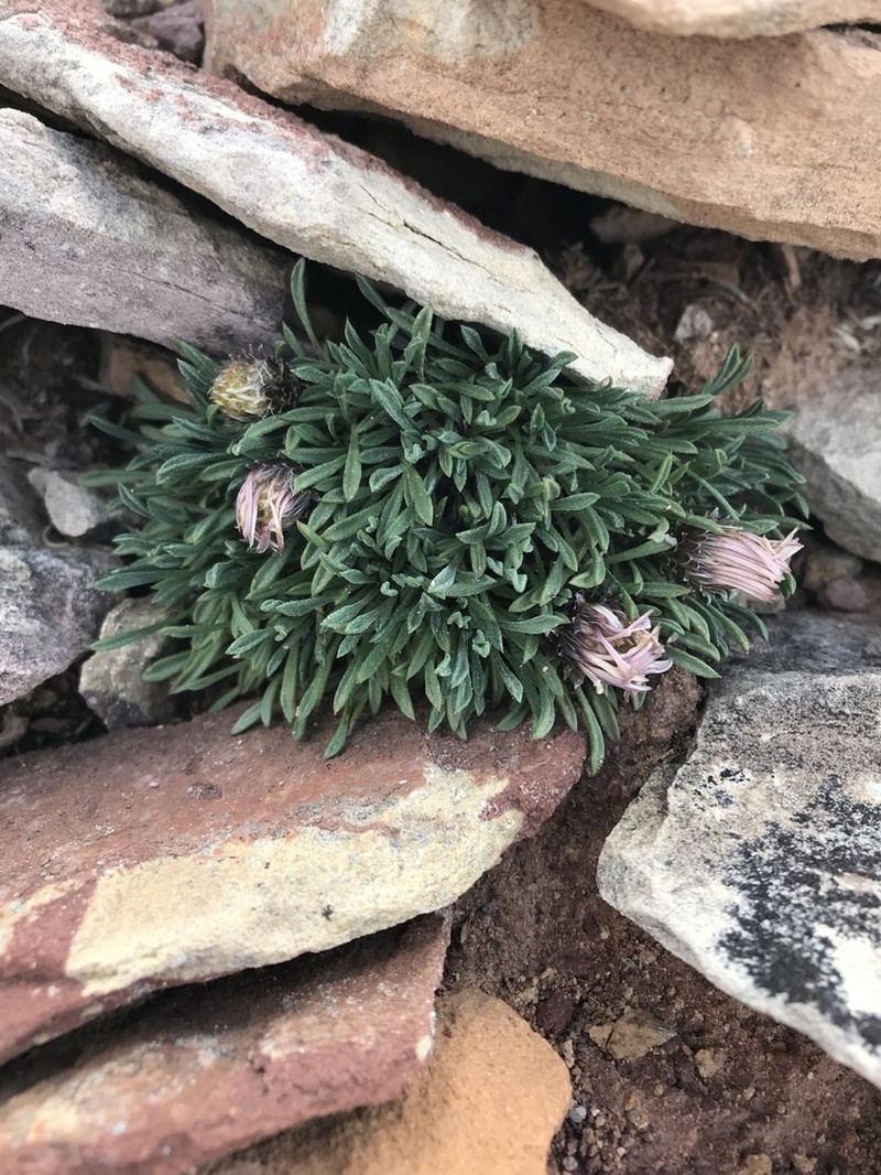 Rothrock's Townsend Daisy photo 6