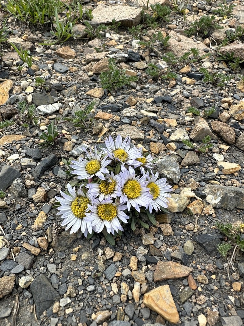 Rothrock's Townsend Daisy photo 7
