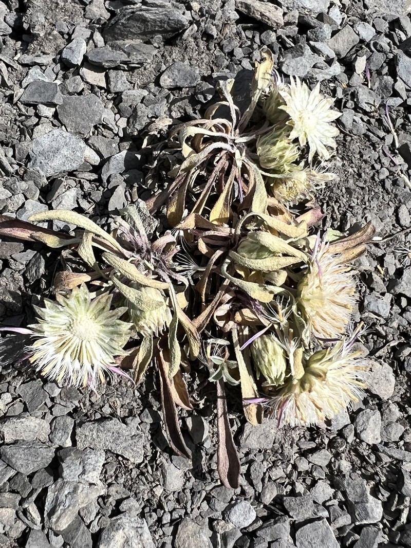 Rothrock's Townsend Daisy