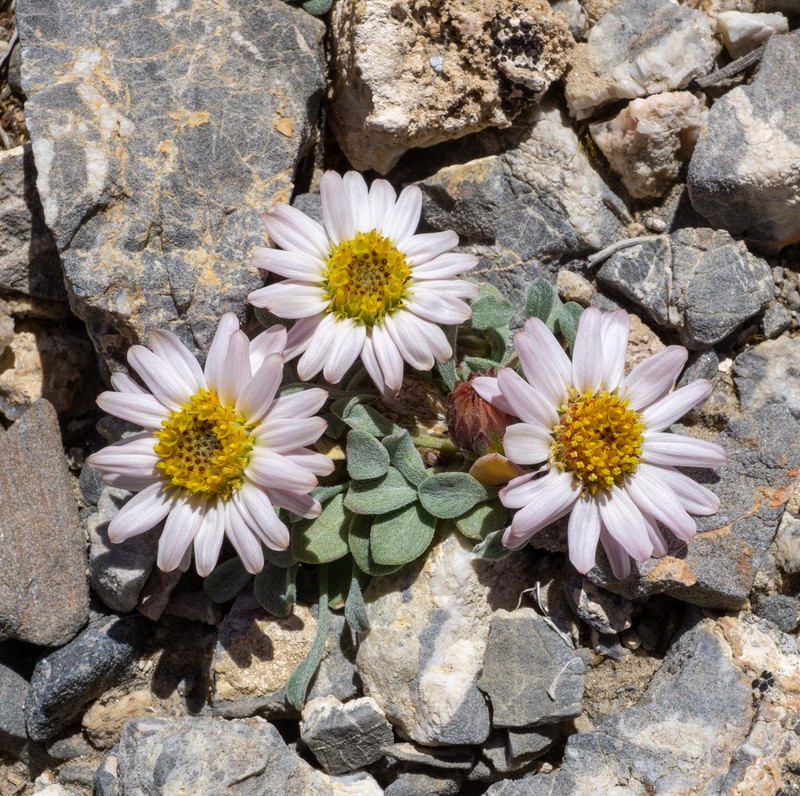 Tufted Townsend Daisy photo 2