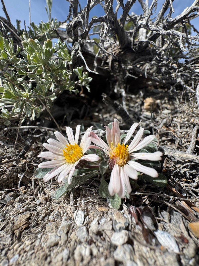 Tufted Townsend Daisy photo 3
