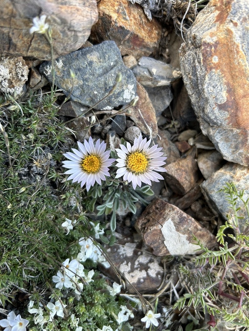 Tufted Townsend Daisy photo 5