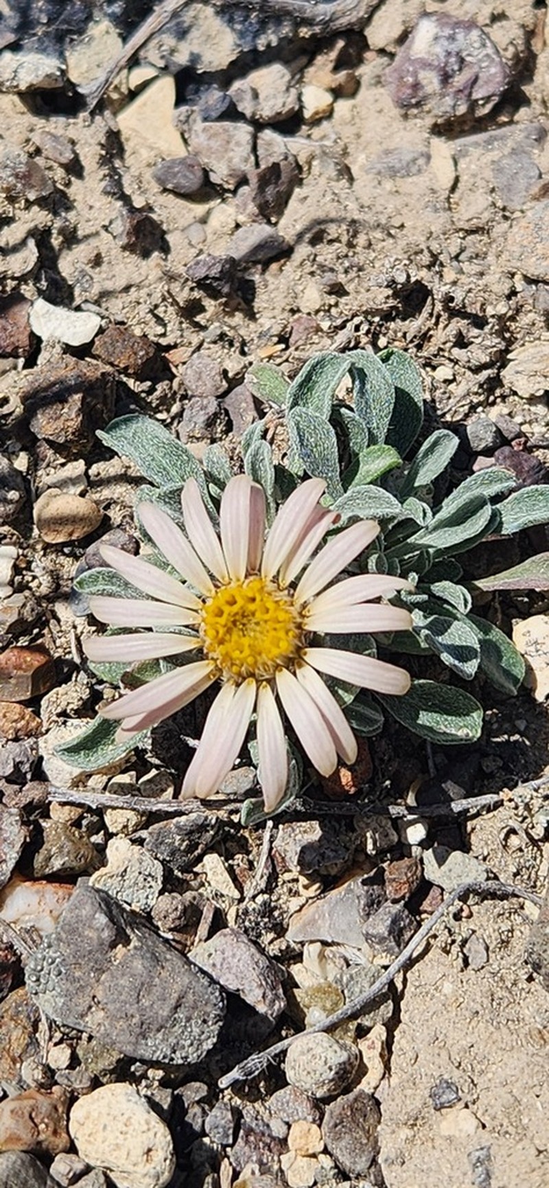 Tufted Townsend Daisy photo 6