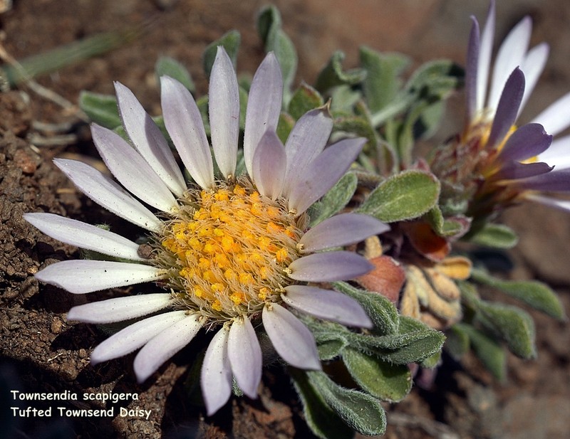 Tufted Townsend Daisy photo 7