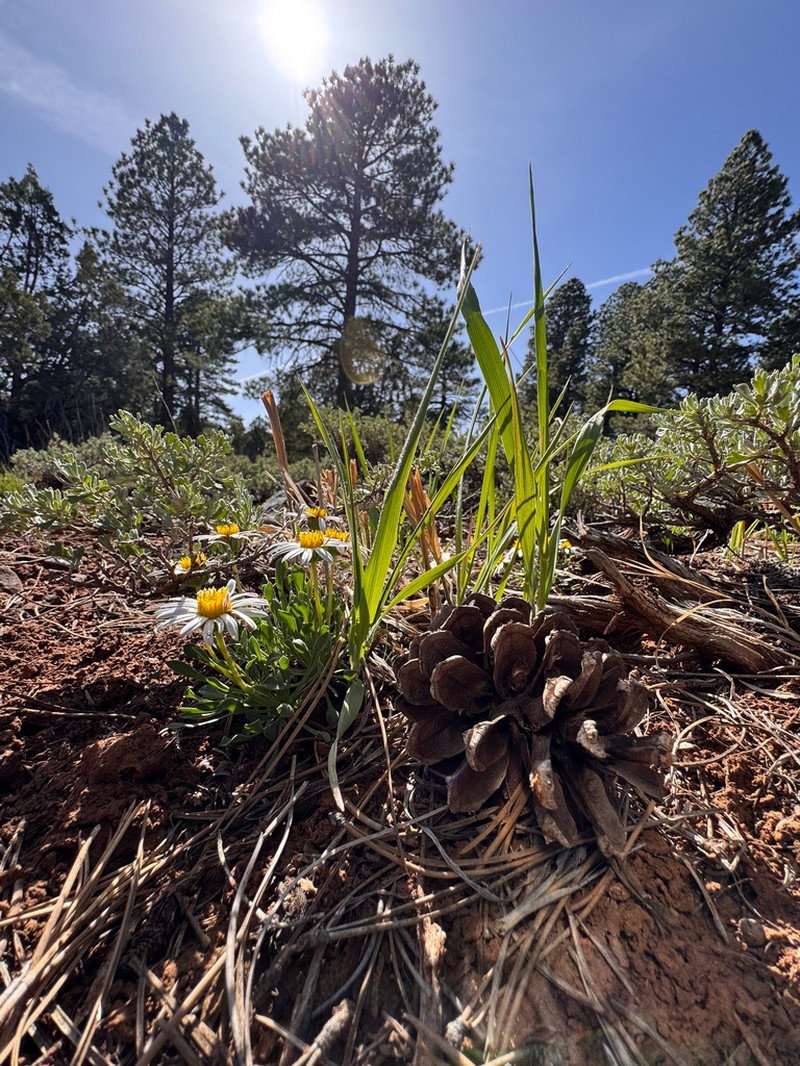 Black Rock Townsend Daisy
