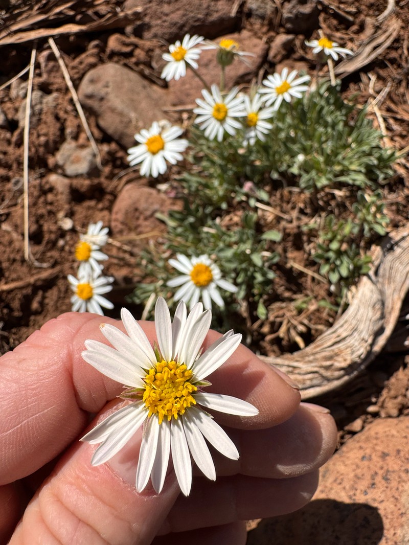 Black Rock Townsend Daisy photo 2