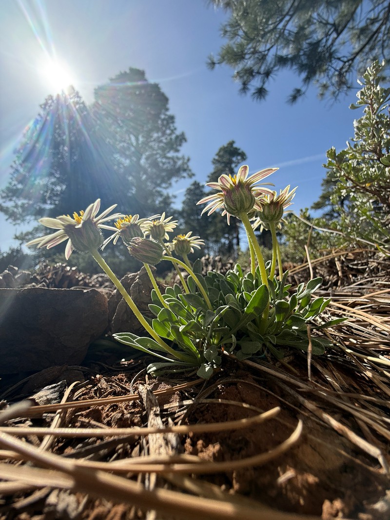 Black Rock Townsend Daisy photo 4
