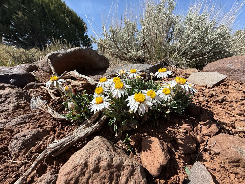 Black Rock Townsend Daisy photo 7