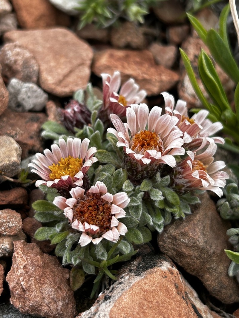 Sword Townsend Daisy