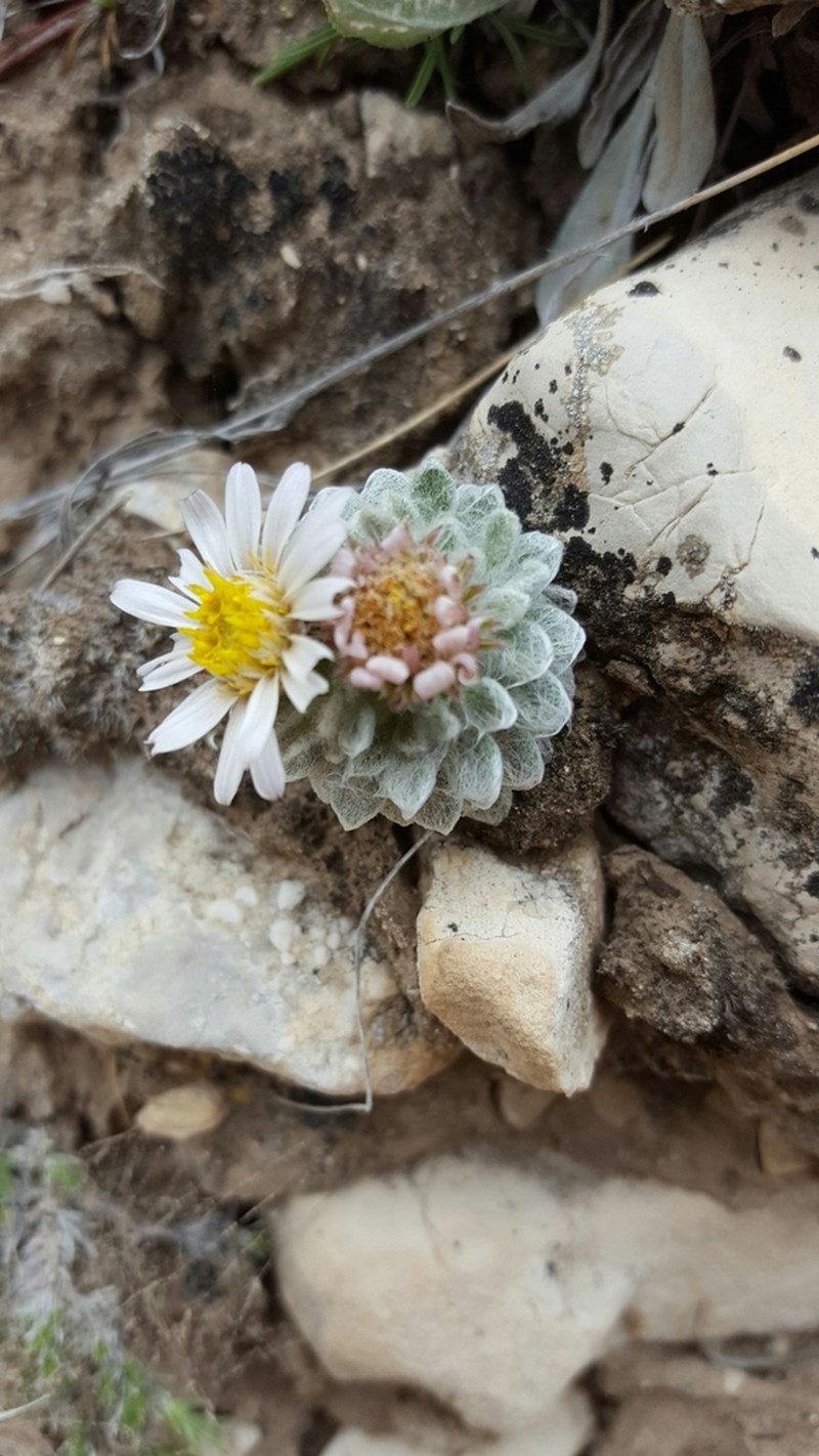 Sword Townsend Daisy photo 8