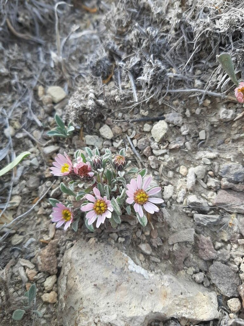 Hairy Townsend Daisy