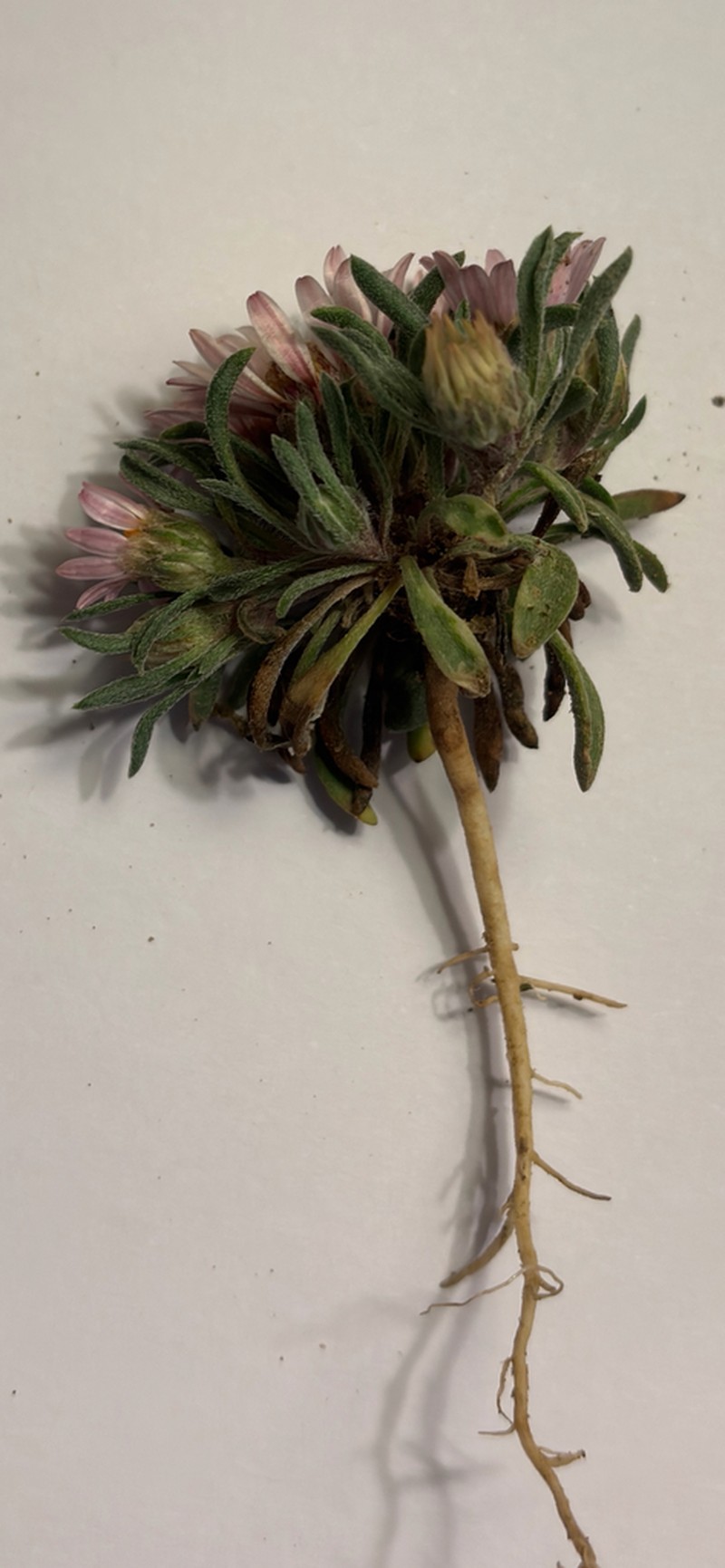 Hairy Townsend Daisy photo 2