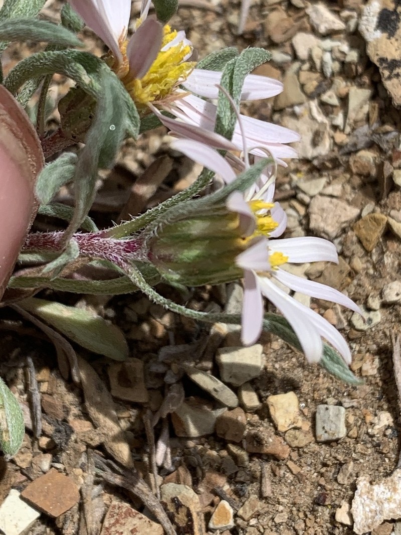 Hairy Townsend Daisy photo 3