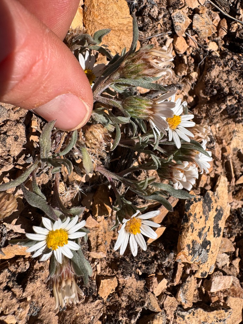 Hairy Townsend Daisy photo 4