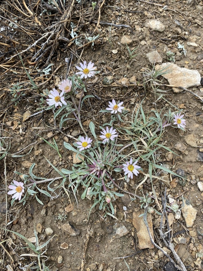 Hairy Townsend Daisy photo 6