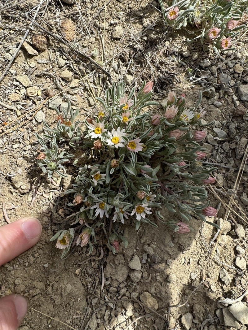 Hairy Townsend Daisy photo 7