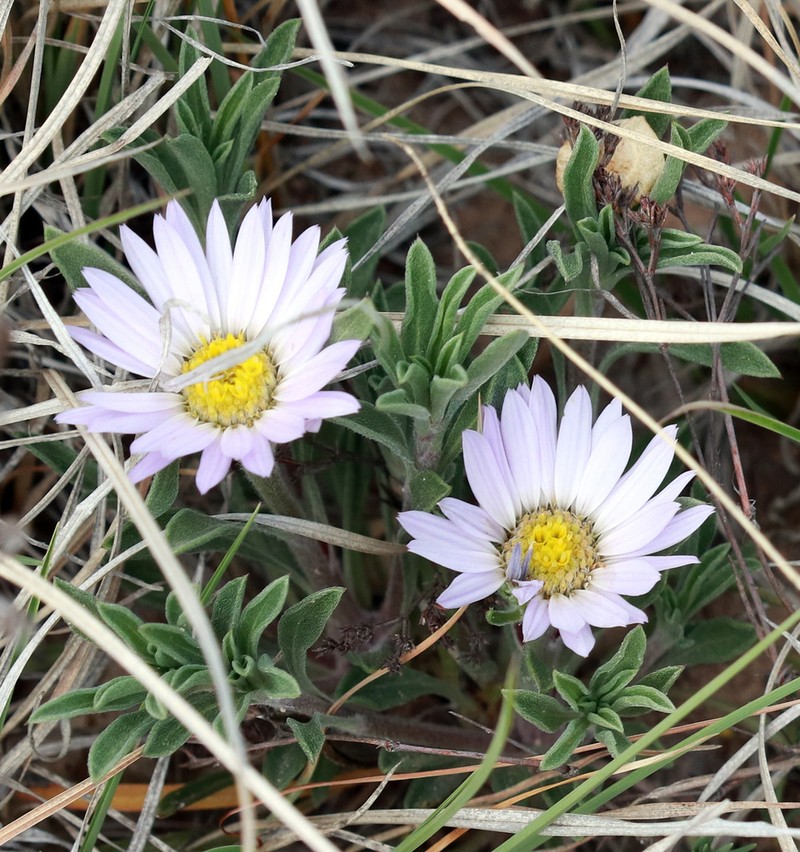 Texas Townsend Daisy