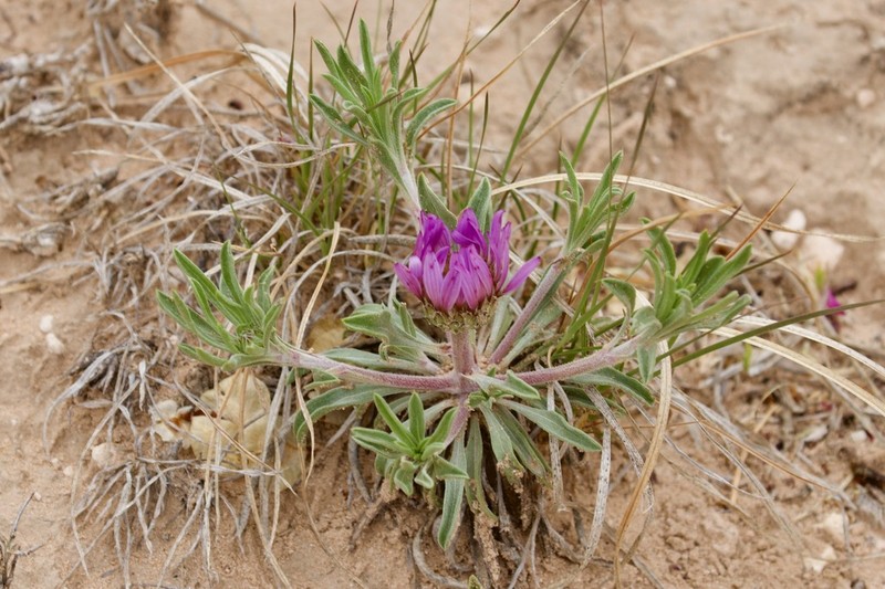 Texas Townsend Daisy photo 2