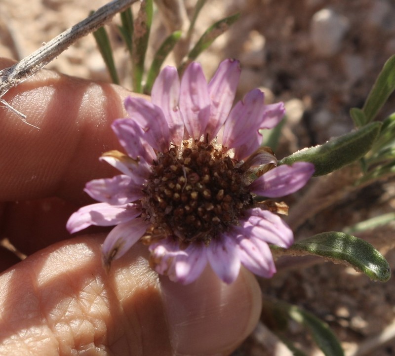 Texas Townsend Daisy photo 3