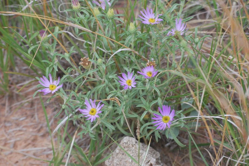 Texas Townsend Daisy photo 4