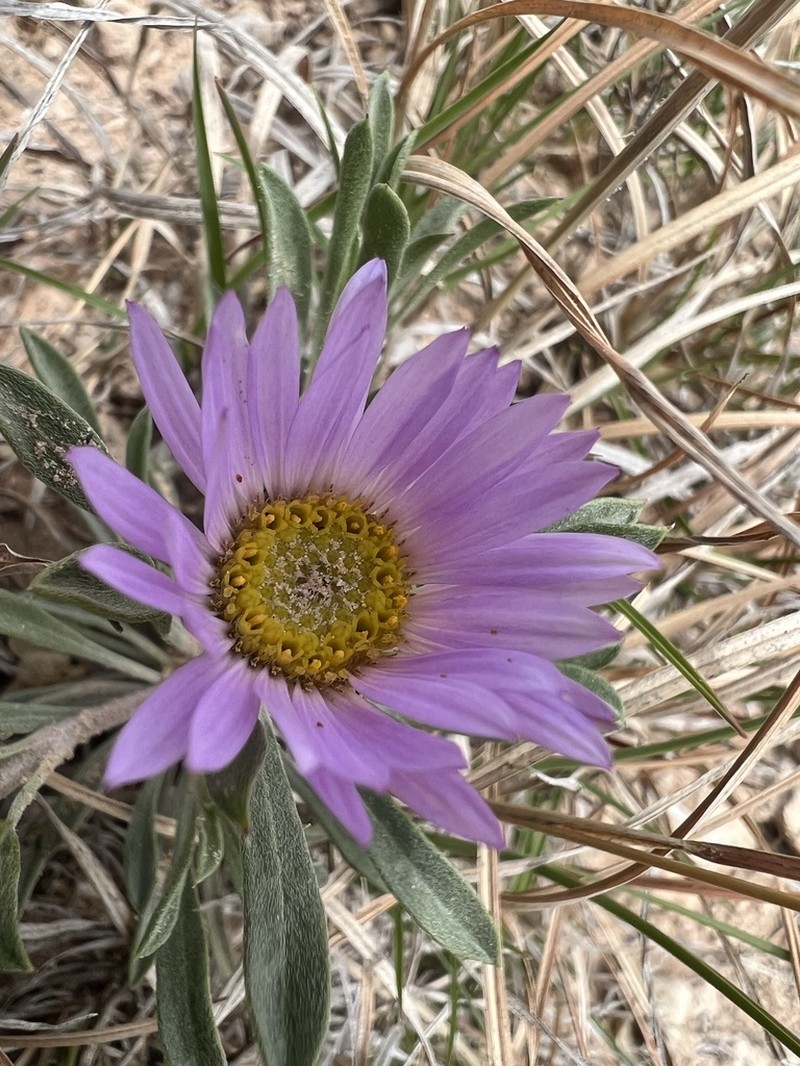 Texas Townsend Daisy photo 5