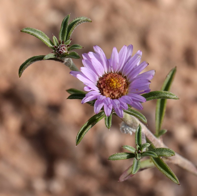 Texas Townsend Daisy photo 6
