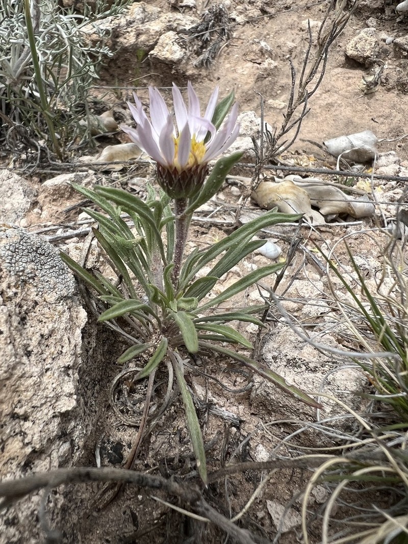 Texas Townsend Daisy photo 7