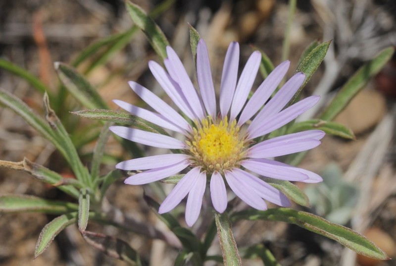 Texas Townsend Daisy photo 8