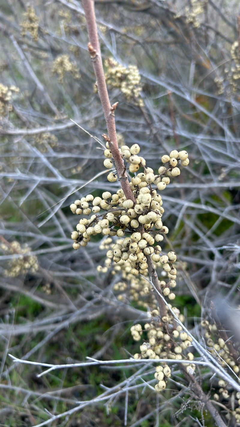 Toxicodendron × lobadioides photo 2