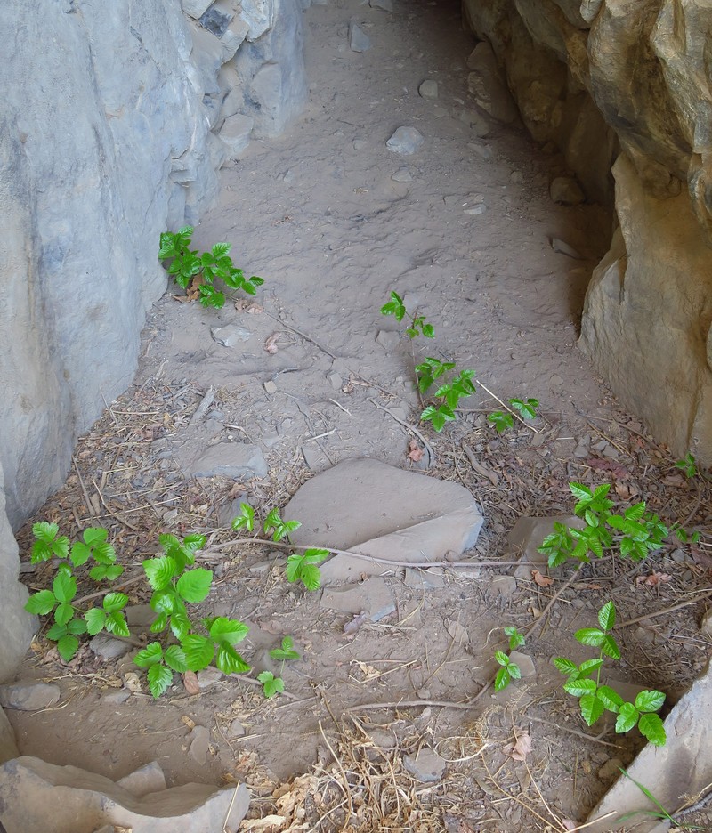 Toxicodendron × lobadioides photo 6