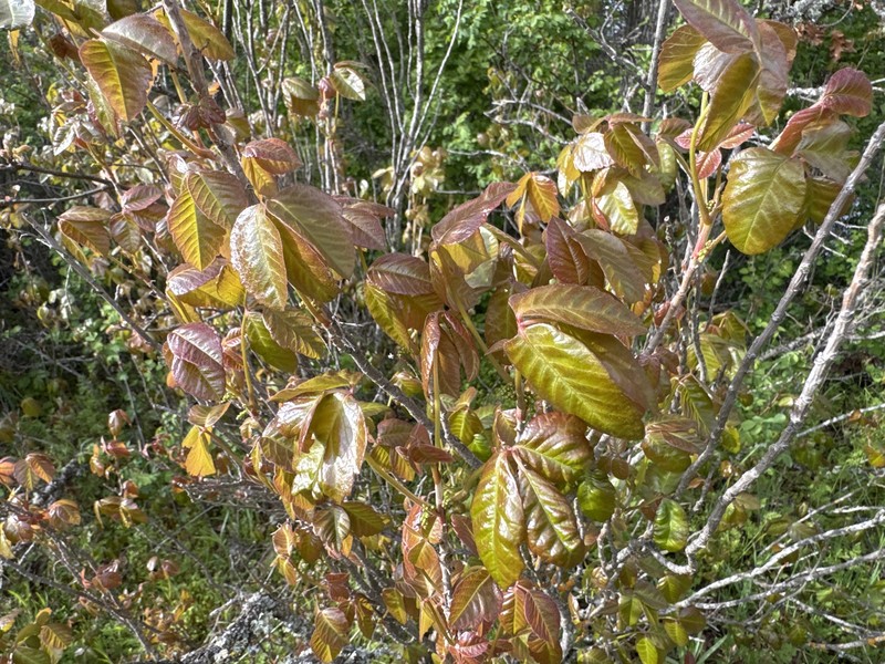 Toxicodendron × lobadioides photo 8