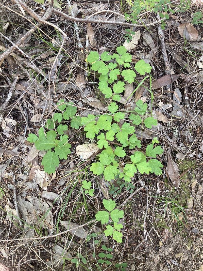 Pacific Poison Oak photo 2
