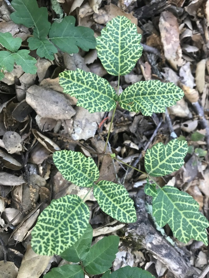 Pacific Poison Oak photo 3