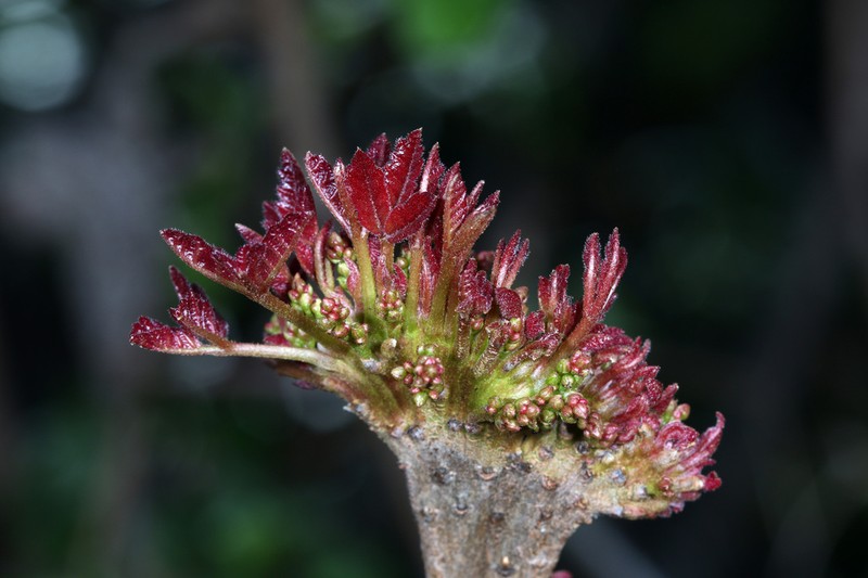 Pacific Poison Oak photo 5