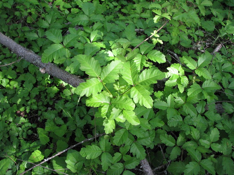 Pacific Poison Oak photo 6