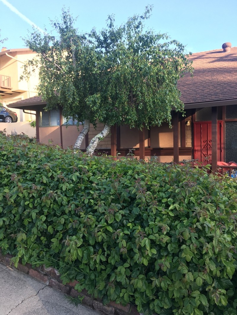 Pacific Poison Oak photo 7