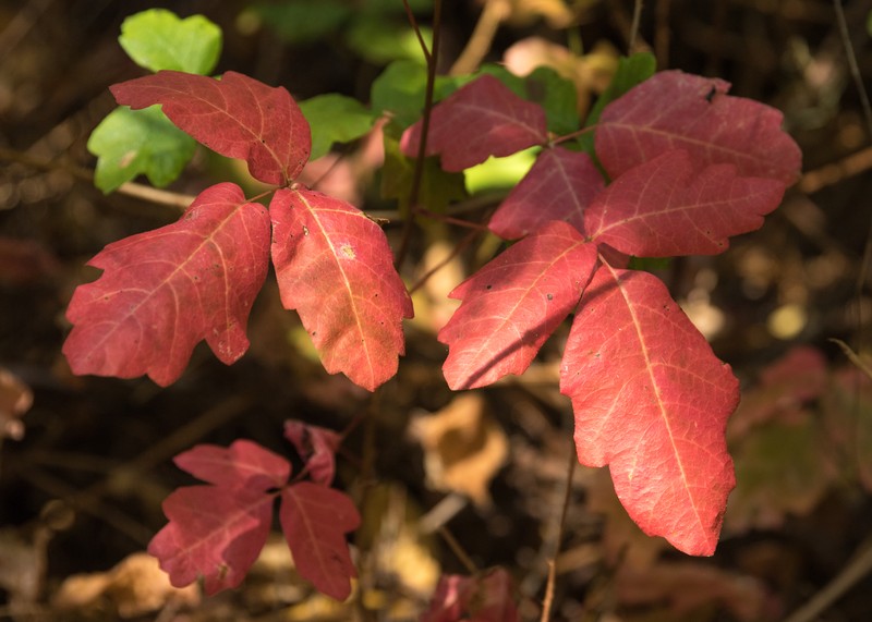 Pacific Poison Oak photo 7