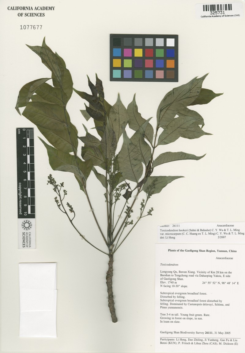 Toxicodendron hookeri var. microcarpum