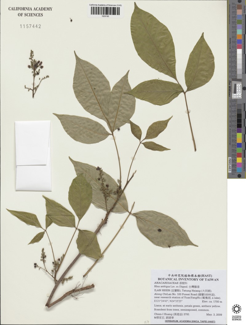 Toxicodendron orientale subsp. orientale