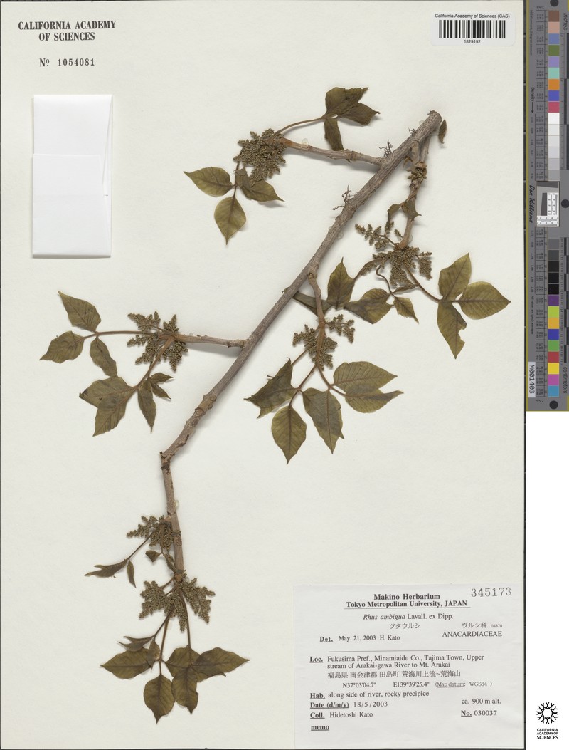 Toxicodendron orientale subsp. orientale photo 2
