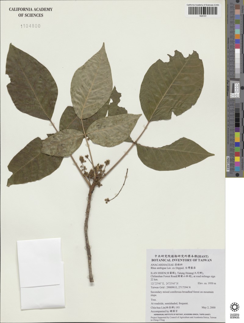 Toxicodendron orientale subsp. orientale photo 3