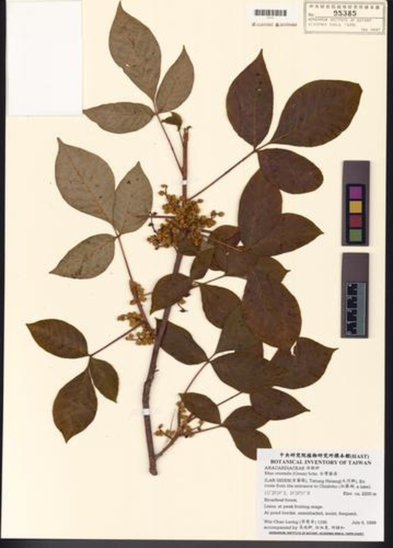 Toxicodendron orientale subsp. orientale photo 4