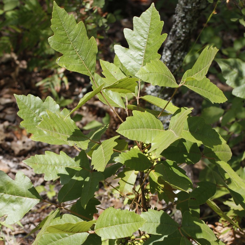Atlantic Poison Oak photo 3