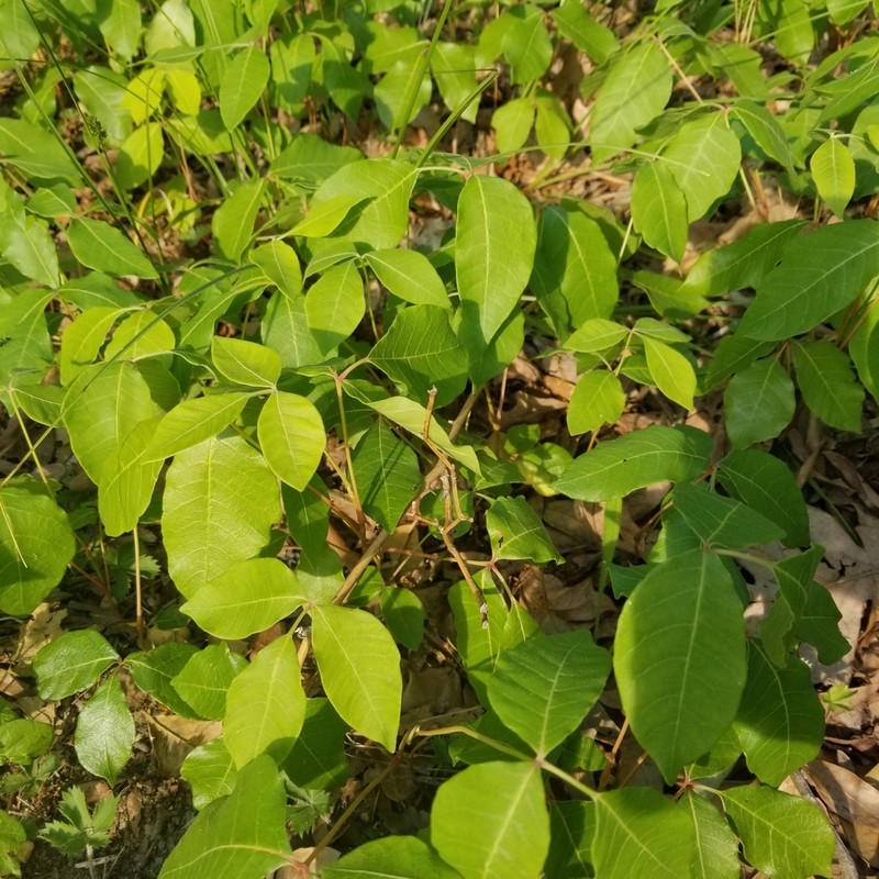 Atlantic Poison Oak photo 4