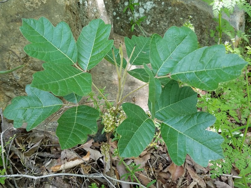 Atlantic Poison Oak photo 5