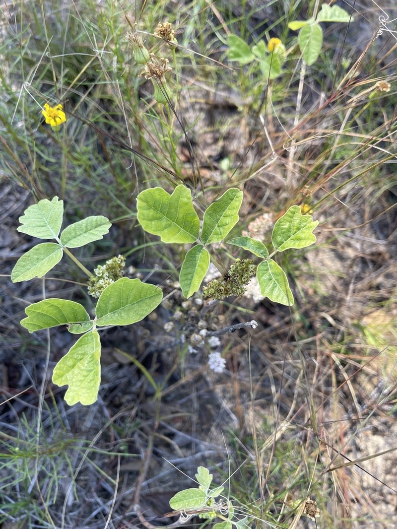 Atlantic Poison Oak photo 6