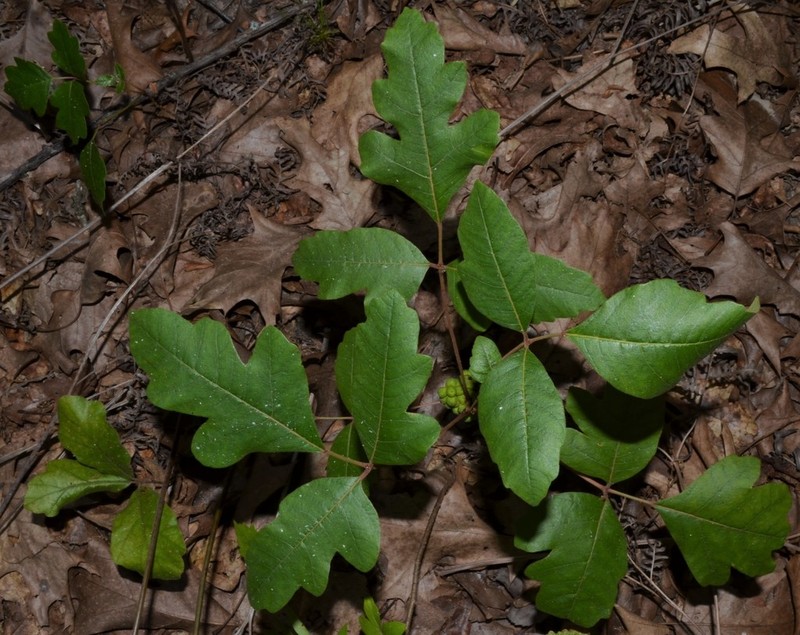 Atlantic Poison Oak photo 7