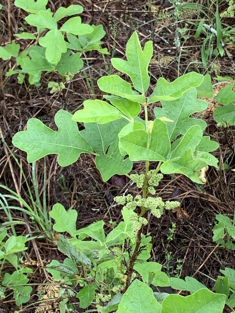 Atlantic Poison Oak photo 8