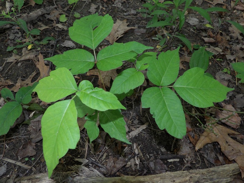 Eastern Poison Ivy photo 4